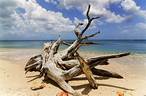Driftwood