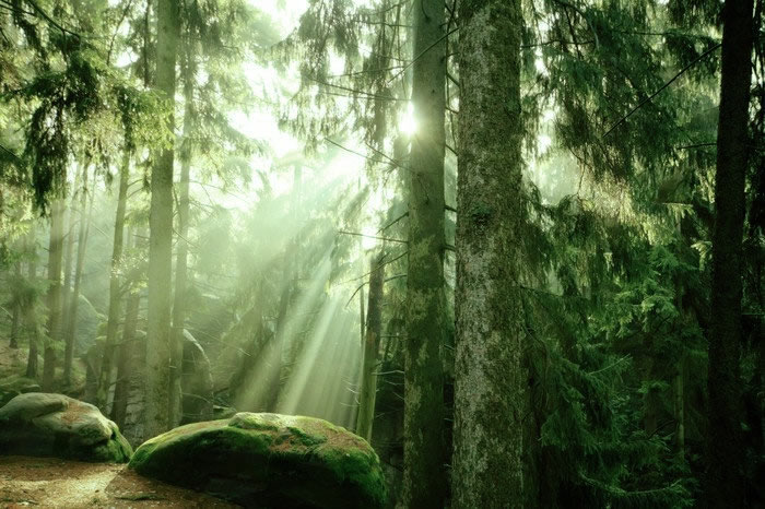 Green Forest