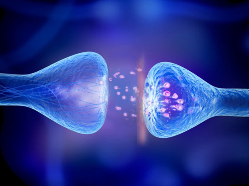 Synapse