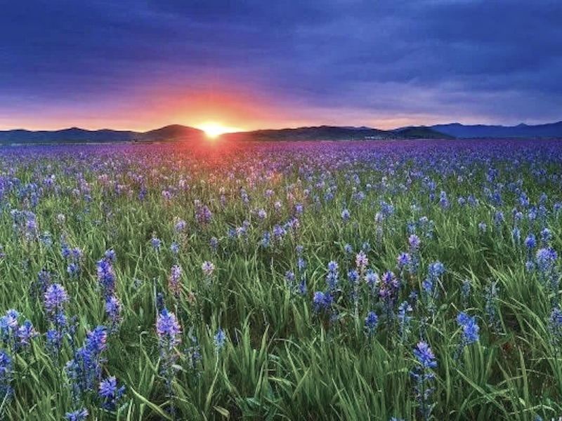 Meadow at Dawn