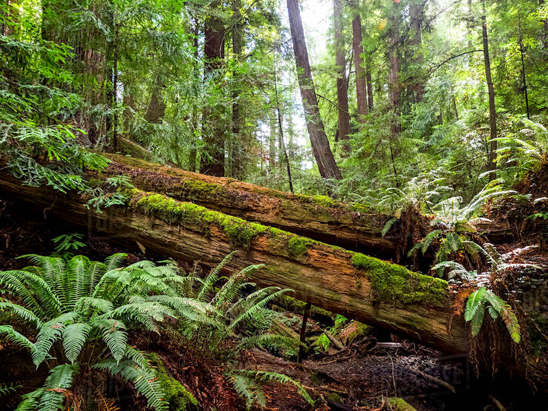 Redwoods
