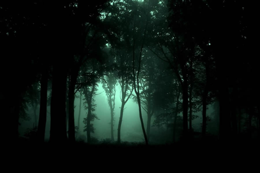 NIghtfall in the forest