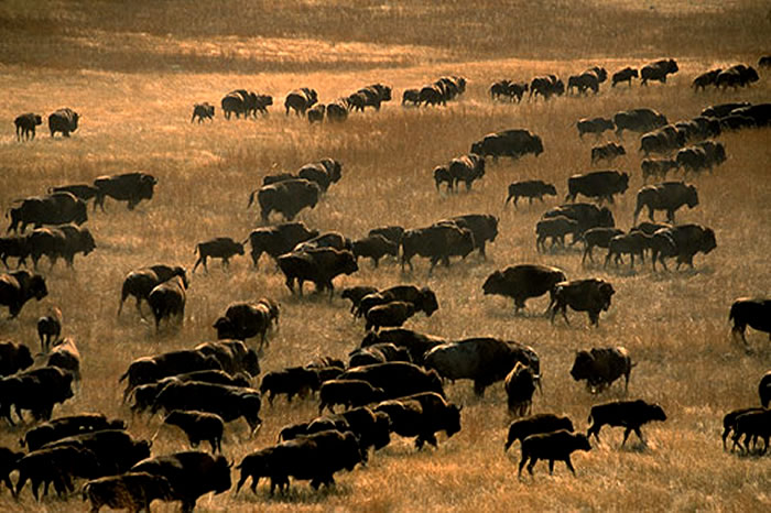 Buffalo Herd