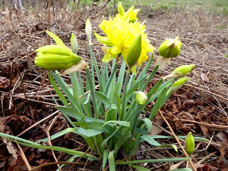 Yellow Flowers