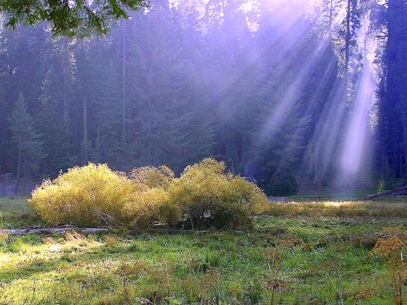 Sunbeams
