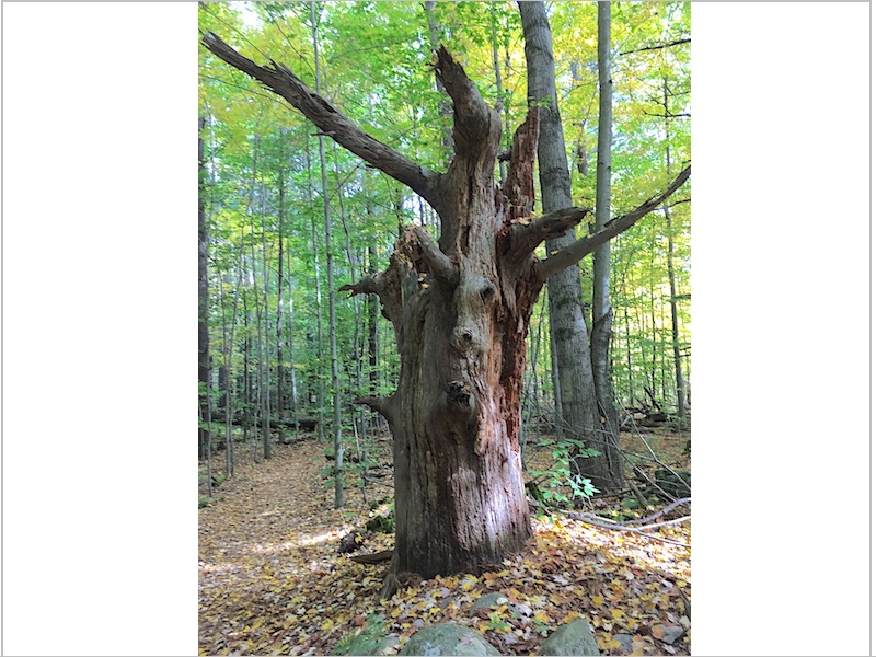 Ancient Tree