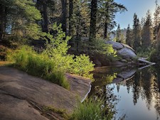 Forest Morning