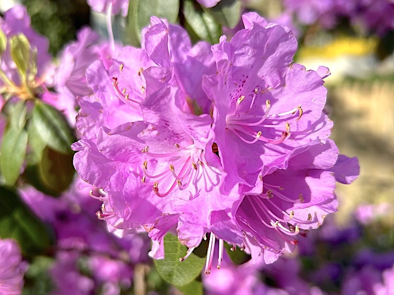 Pink Flower