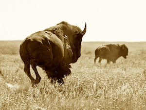 buffalo