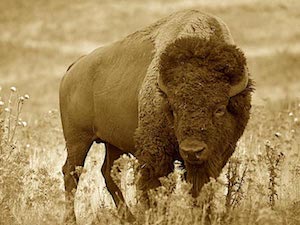 buffalo
