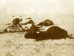 buffalo