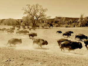 buffalo
